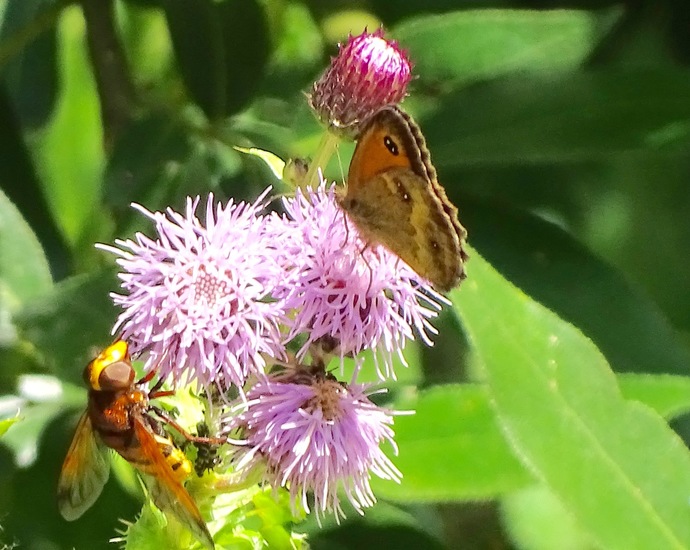 Biesbosch. 6-7-2016.