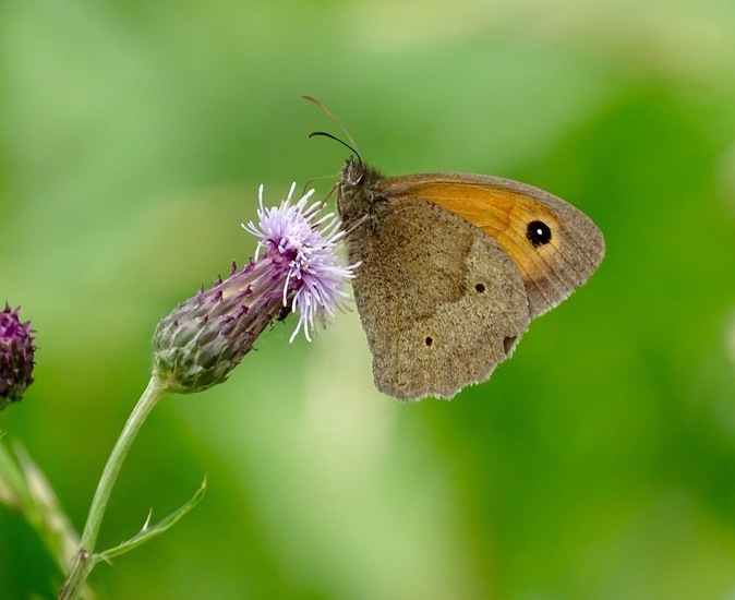 Biesbosch. 6-7-2016.