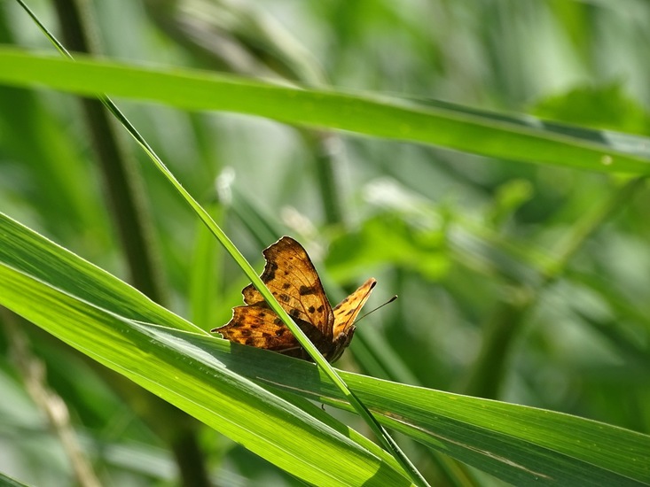 Biesbosch. 6-7-2016.