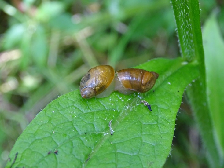 Biesbosch. 6-7-2016.