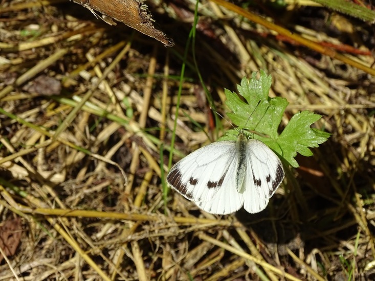 Biesbosch. 6-7-2016.