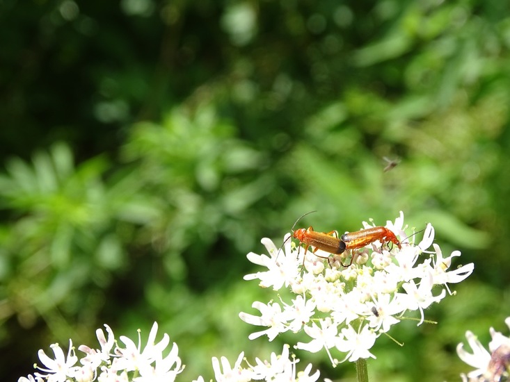 Biesbosch. 6-7-2016.
