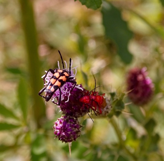 Biesbosch. 6-7-2016.