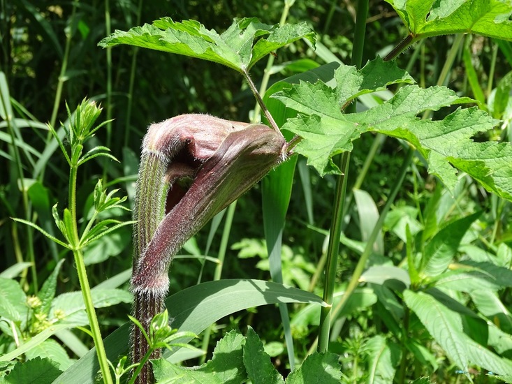 Biesbosch. 6-7-2016.
