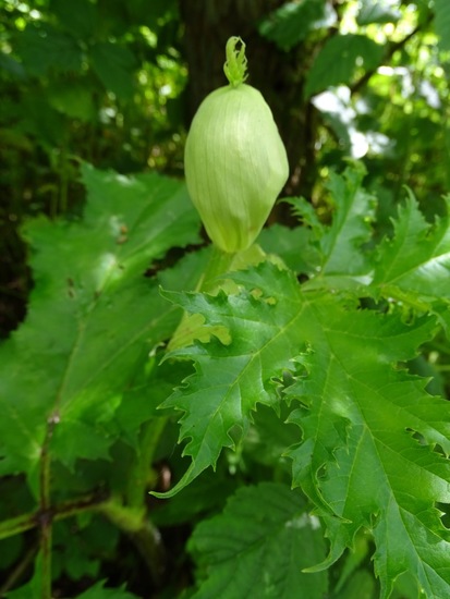 Biesbosch. 6-7-2016.