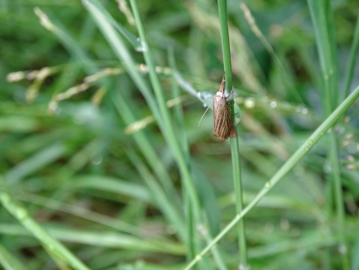 Biesbosch. 6-7-2016.