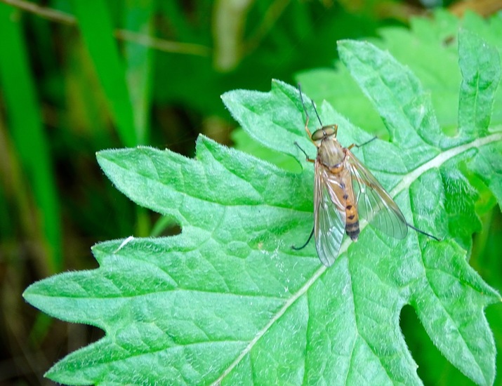 Gele Snipvlieg - Rhagio tringarius.