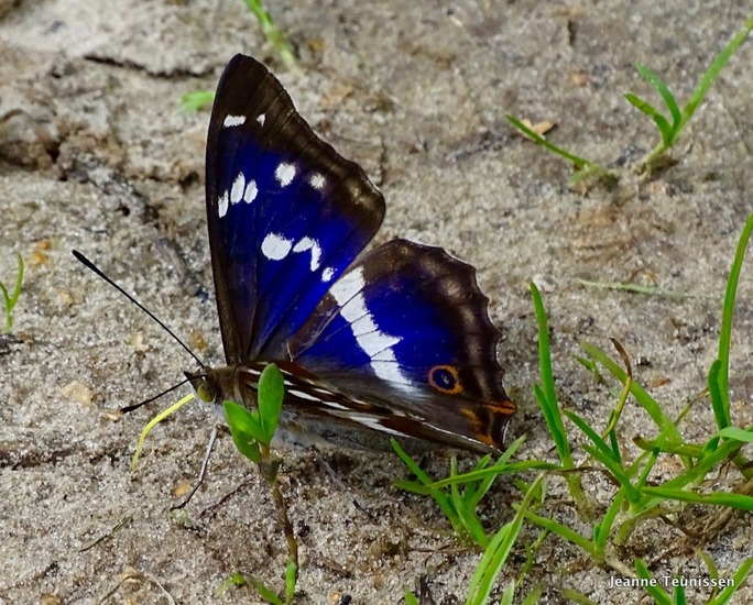 Grote weerschijnvlinder.