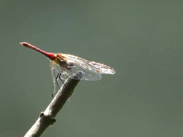 Bloedrode heidelibel, mannetje.