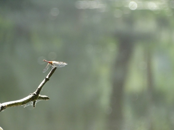 Bloedrode heidelibel.
