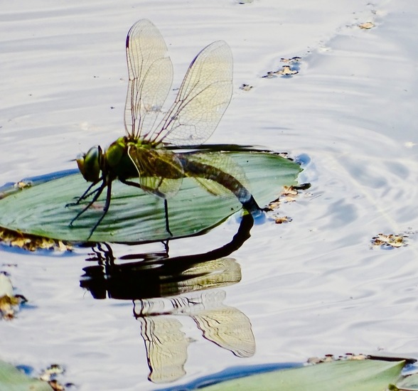 Libelle zet eitjes af.