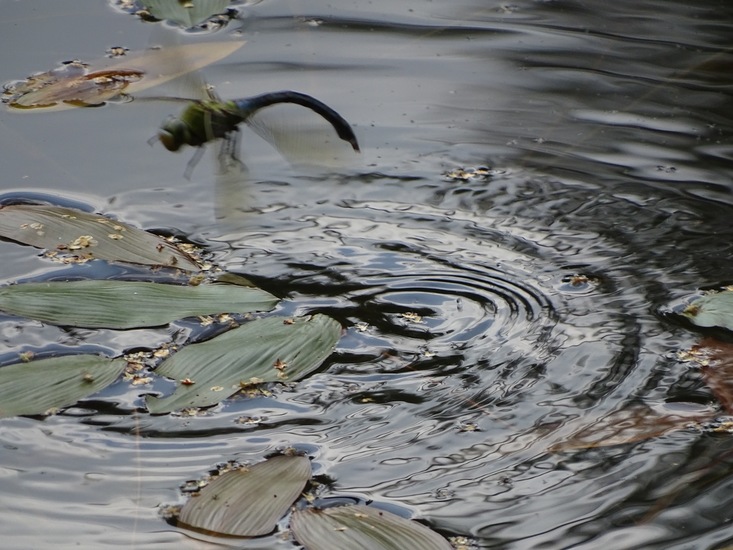 Libel heeft eitjes afgezet.