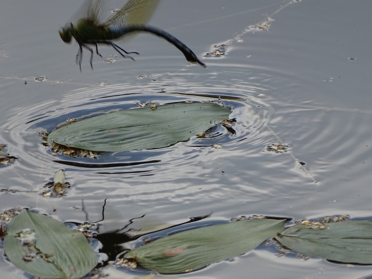 Libel heeft eitjes afgezet.