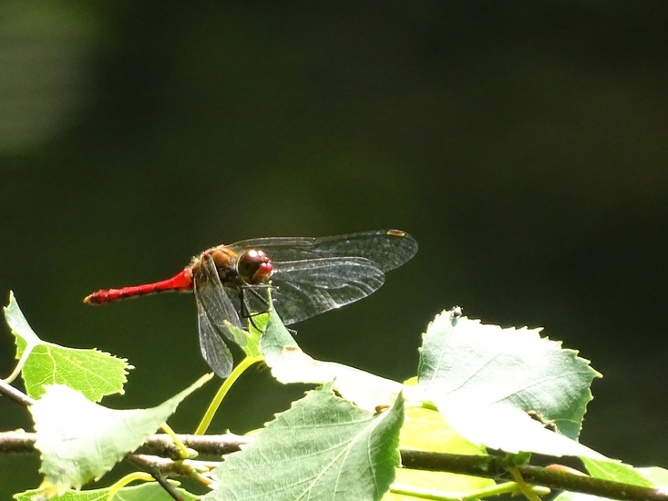 Bloedrode heidelibel, mannetje.