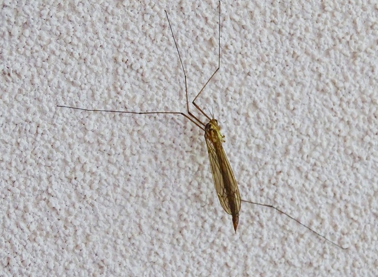 Nephrotoma appeniculata, een tijgerlangpootmug.