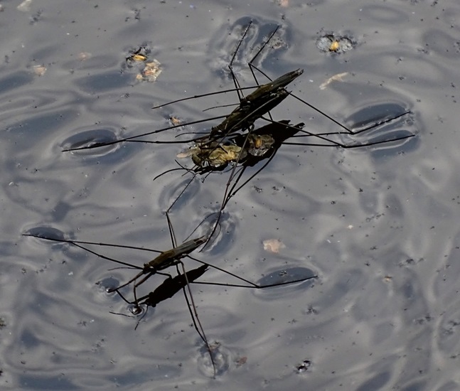 Parende Schaatsenrijders.