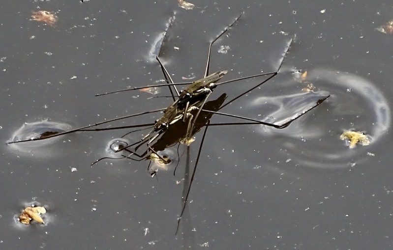 Parende Schaatsenrijders.