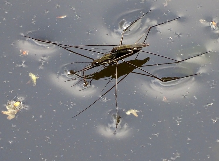 Parende Schaatsenrijders.