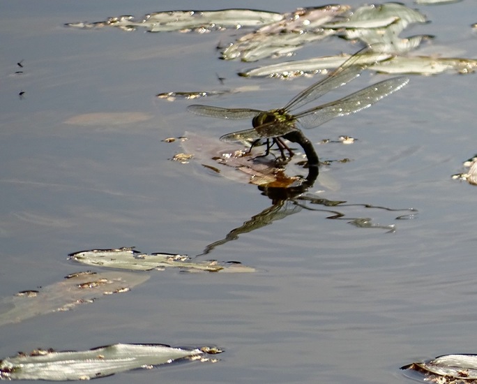 Libelle zet eitjes af.