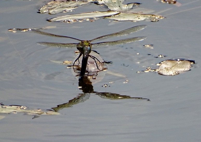 Libelle zet eitjes af.
