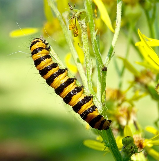 Rups van de St. Jacobsvlinder.