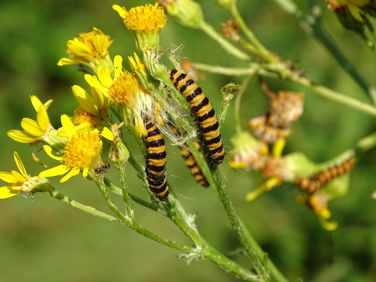 Rups van de St. Jacobsvlinder.