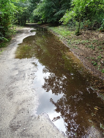 Surae, eind juli 2016.