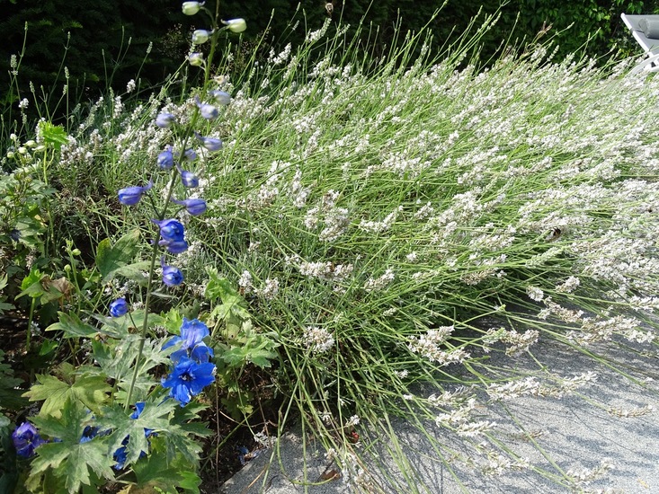 Witte Lavendel.