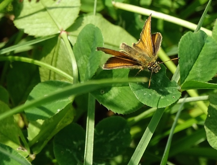 Zwartsprietdikkopje.