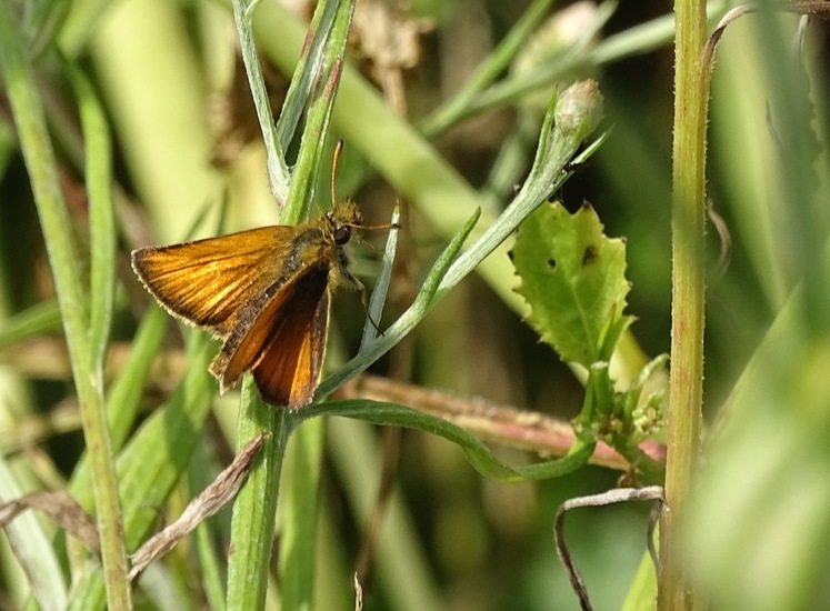 Zwartsprietdikkopje.