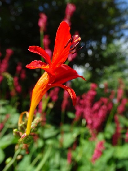 Crocosmia.