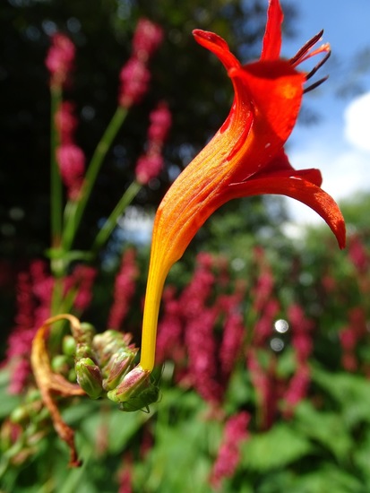 Crocosmia.