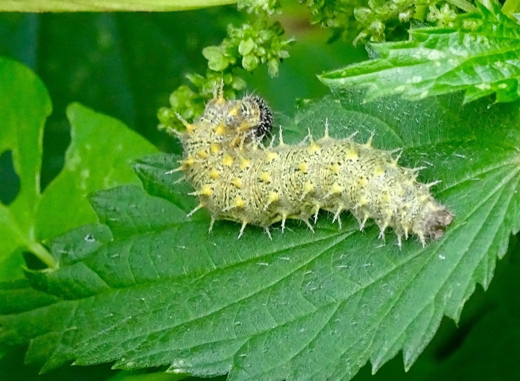 Rups van de Atalanta.