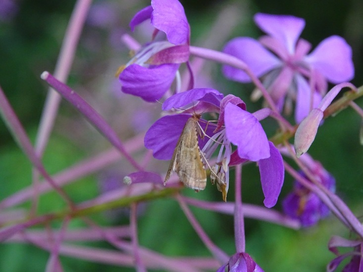 Strooiselmot op Wilgenroosje.