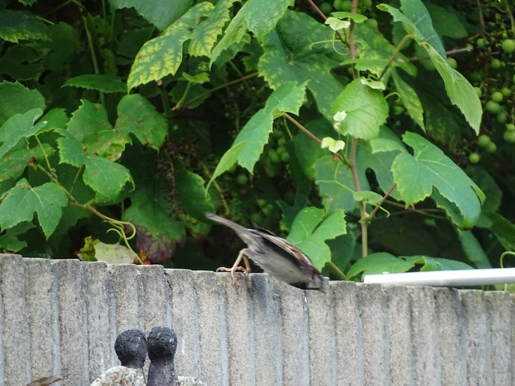 Een, twee... huppakee.