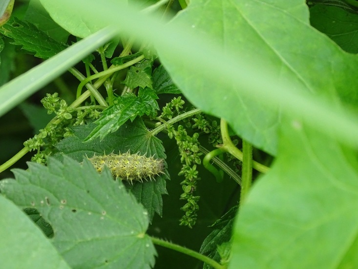 Rups van de Atalanta.