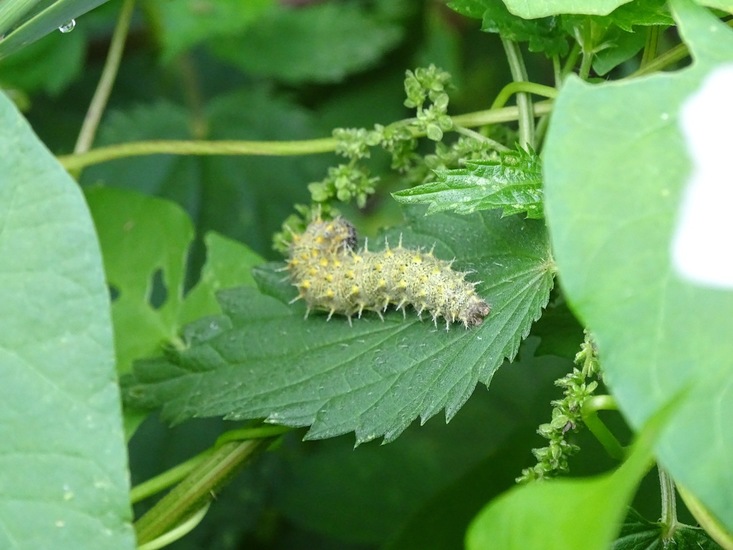 Rups van de Atalanta.