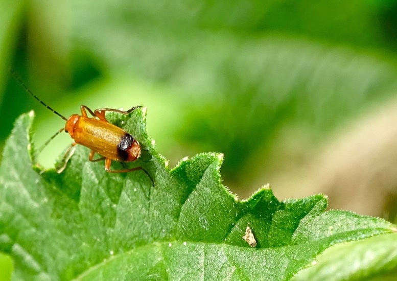 Rhagonycha fulva - kleine rode weekschildkever.