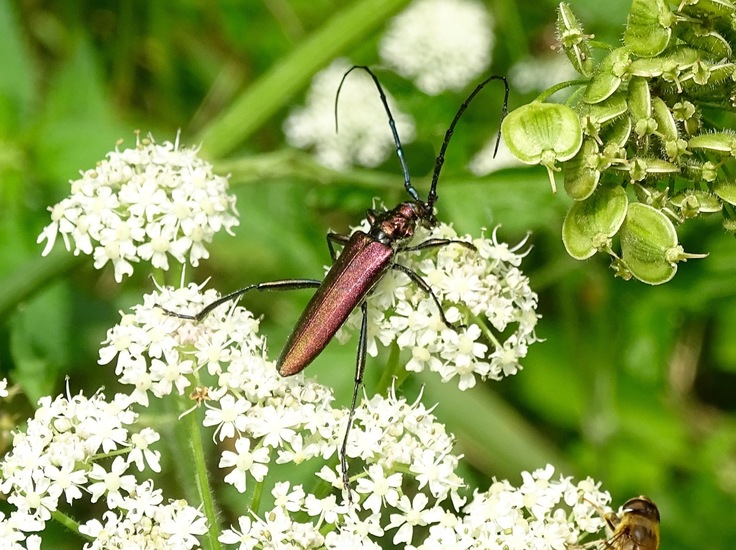 Muskusboktor (aromia moschata).