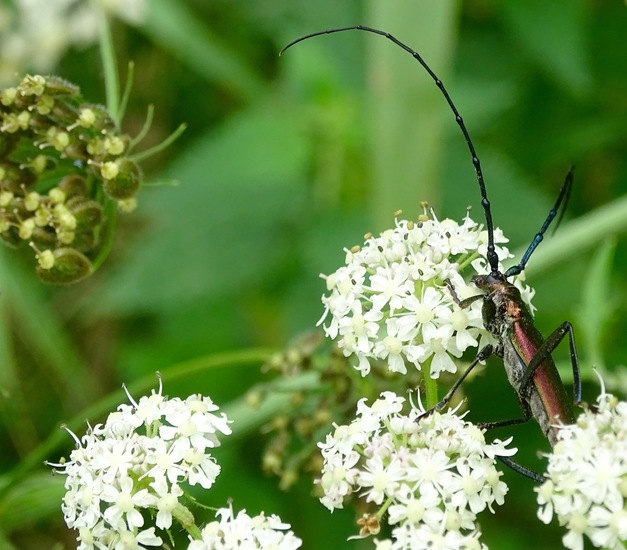 Muskusboktor (aromia moschata).
