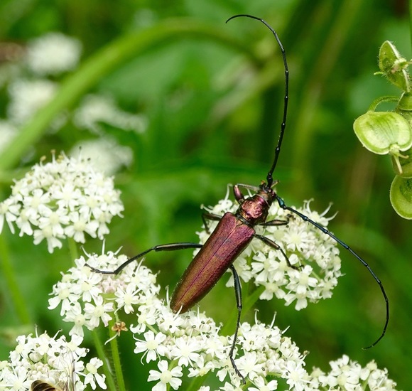 Muskusboktor (aromia moschata).