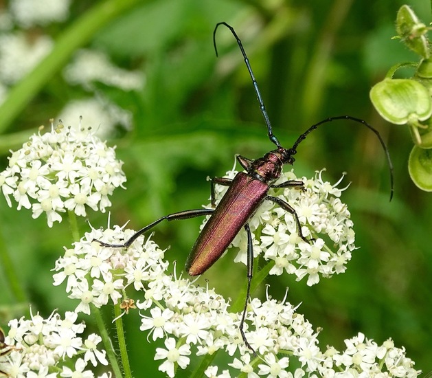 Muskusboktor (aromia moschata).