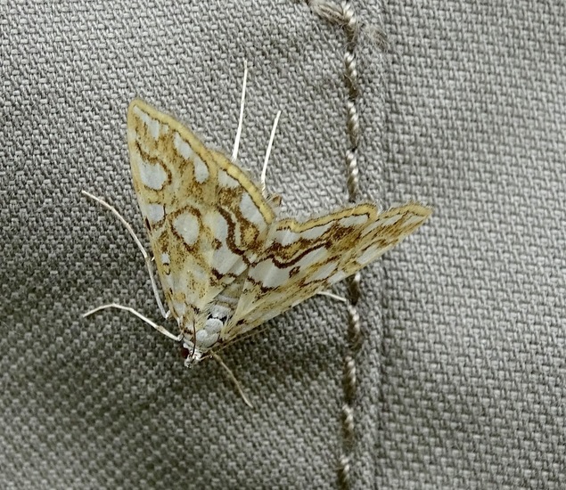 Melkwitte waterleliemot.