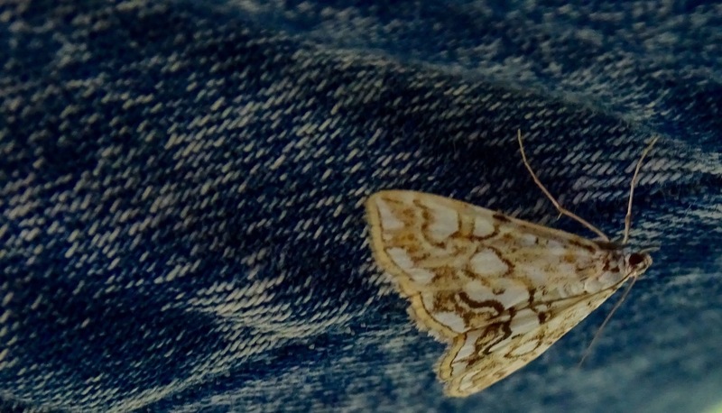 Melkwitte waterleliemot.