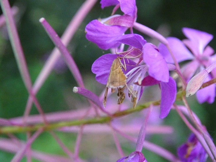 Strooiselmot op Wilgenroosje.