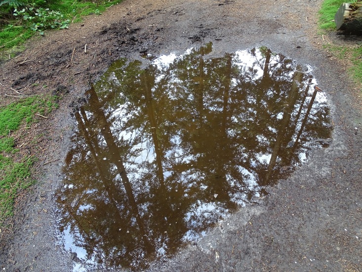 Surae begin augustus 2016.