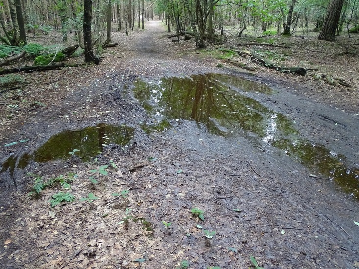 Surae begin augustus 2016.