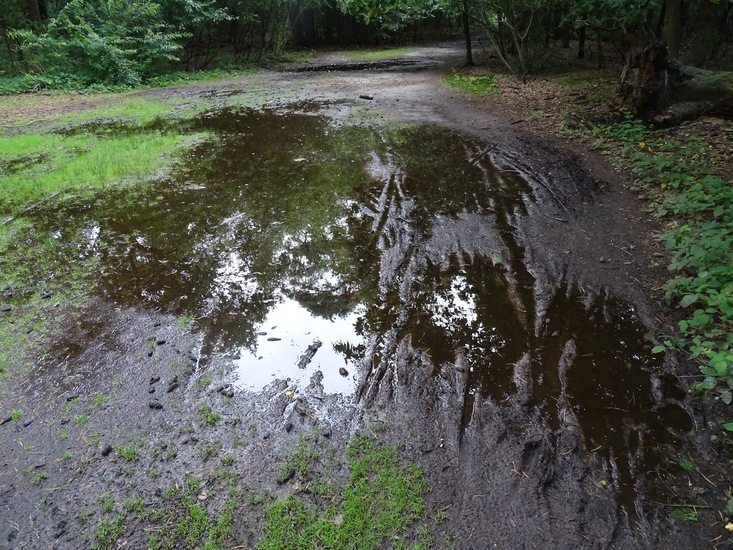 Surae begin augustus 2016.