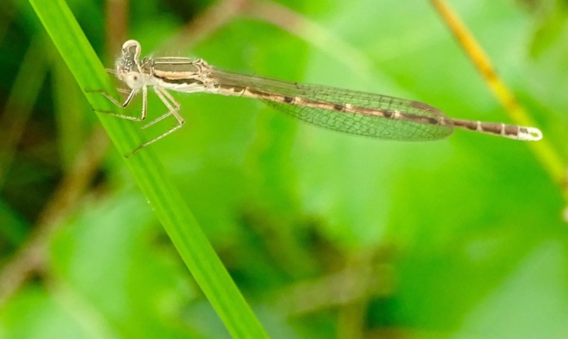 Bruine winterjuffer.