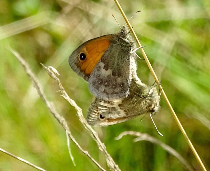 Parend Oranje zandoogje.